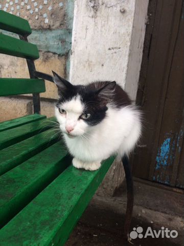 Кошка стерилизованная Кошка стерилизованная