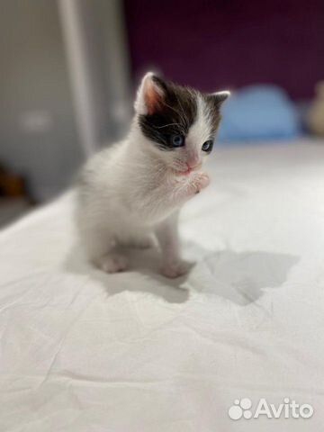 Замечательный котёнок в дар, 1,5 мес Замечательный котёнок в дар, 1,5 мес