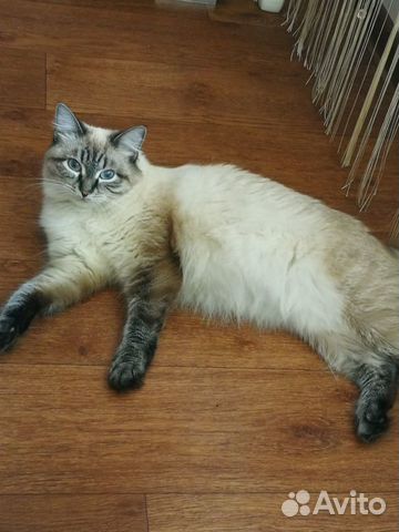 Котята Котята
