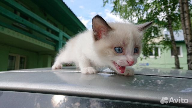 Котенок мальчик Котенок мальчик