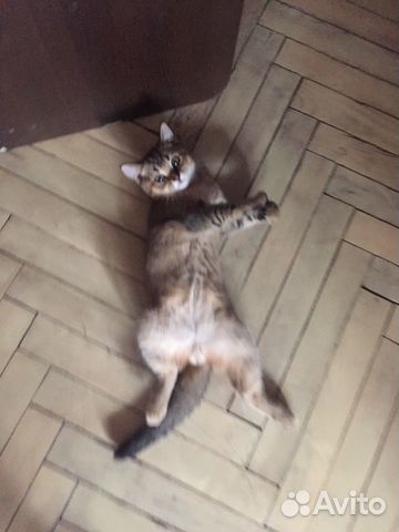 Кошка Кошка