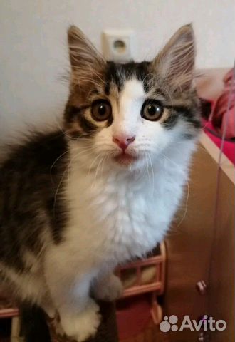 Котенок девочка 2 месяца Котенок девочка 2 месяца