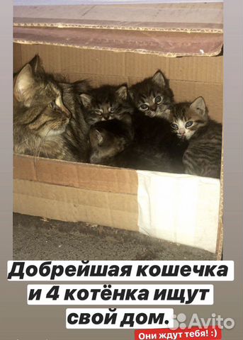 Котята ищут дом Котята ищут дом