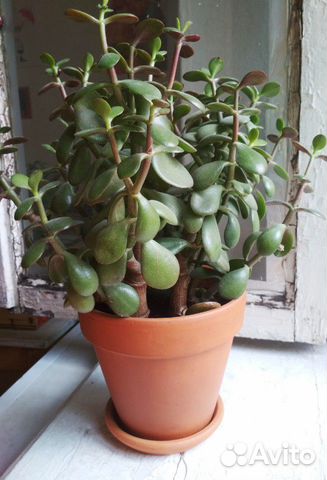 Толстянка (денежное дерево) Толстянка (денежное дерево)
