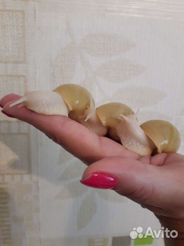 Продам улиток Achatina fulica rodazi albino