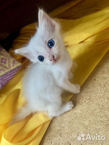 Котенок