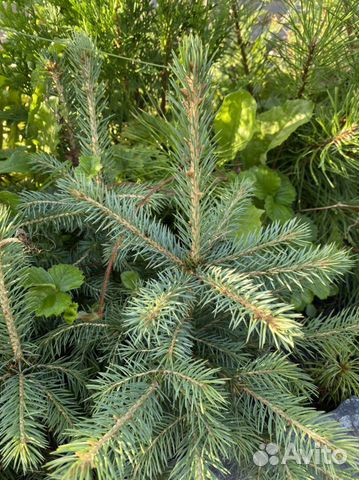 Ель Колючая (голубая)