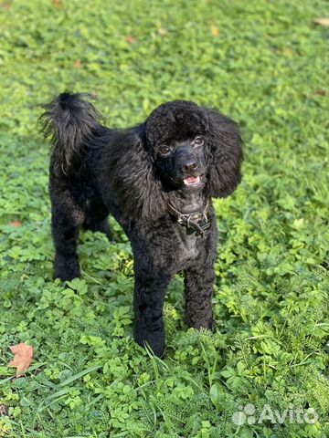 Кобель пуделя для вязки