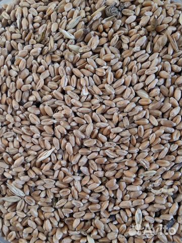 Зерно, пшеница, ячмень, сено, комбикорм