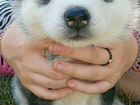 Продам щенков Сибирской хаски объявление продам