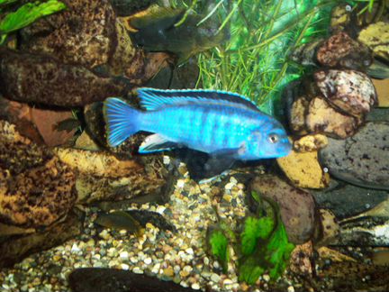 Саулози Коралл saulosi coral