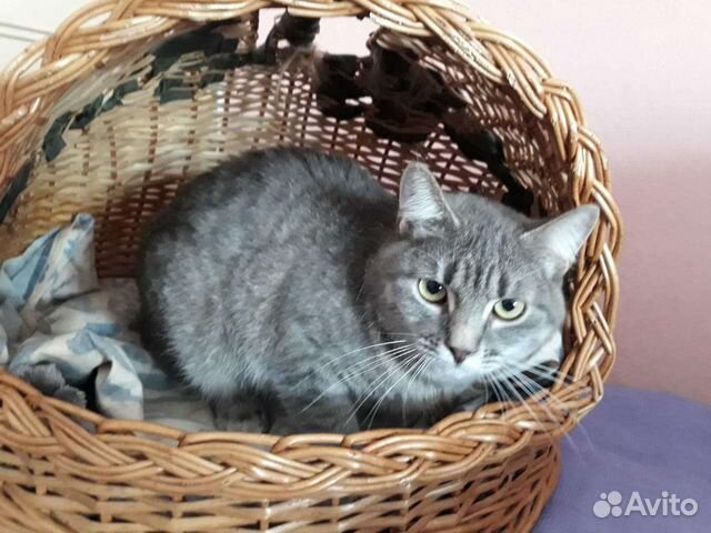 Лиза ищет дом, стерилизована