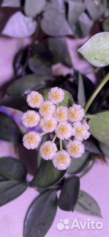 Хойя лакуноза суперэскимо