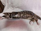 Бенгальский котенок метис объявление продам