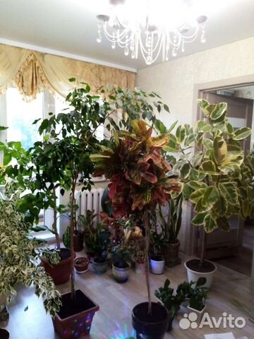 Комнатные растения цветы большие офисные