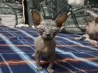 Котята породы Донской сфинкс объявление продам