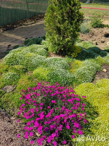 Гвоздики низкорослые(оптом, в розницу)