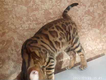 бенгальская кошка сколько стоит красноярск