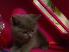Шотландский котенок вислоухий и страйт от 8 до 12т объявление продам