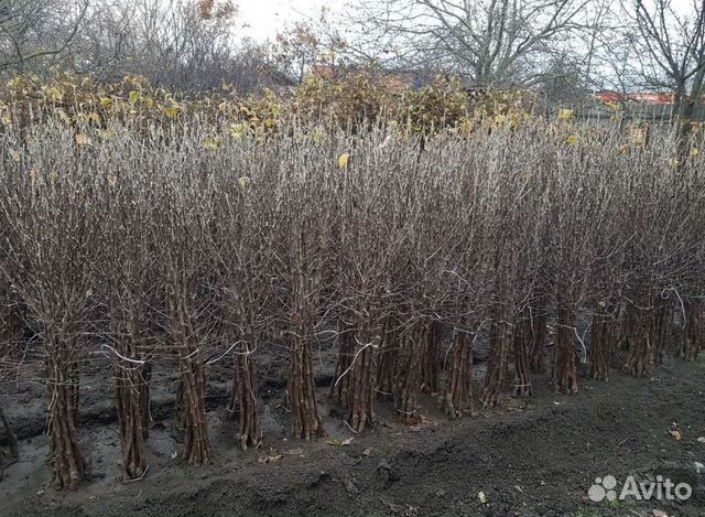 Саженцы Яблони оптом