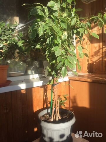 Фикус бенджамина пестролистный