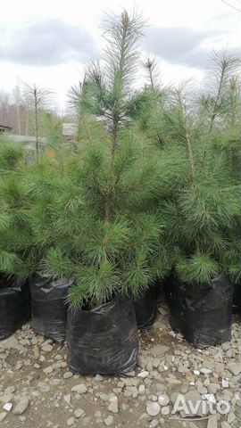 Кедры - 11 лет