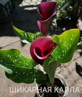 Калла шикарная