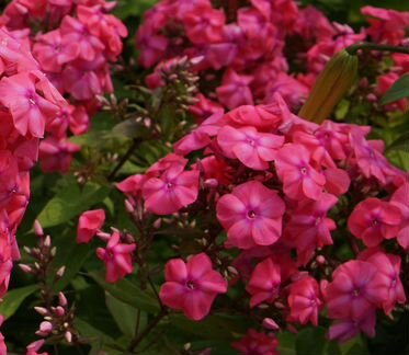 Многолетние садовые цветы - 1 часть