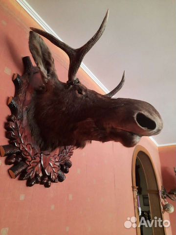 Чучело головы лося