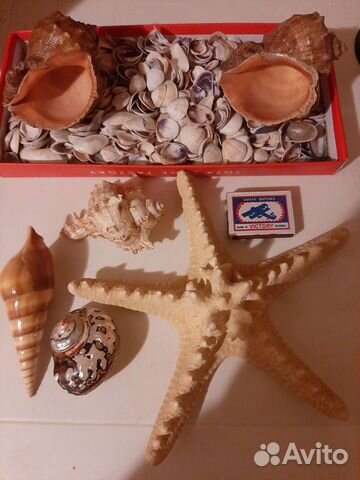 Морская звезда, раковины, ракушки