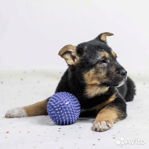 Щенок, малыш ищет семью