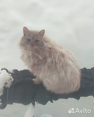 Мохнатый кот хочет в тепло