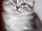 Сибирские котята 1,5 мес объявление продам