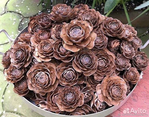 Шишки, шишки-розочки гималайского кедра,магнолии