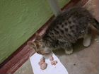 Бенгальская кот объявление продам