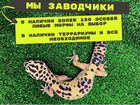 Леопардовый геккон эублефар объявление продам