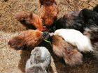 Цыплята подростки Ухейилюй, Китайские Шёлковые объявление продам