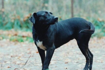 Собака в добрые руки