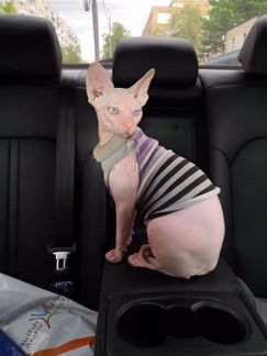 Канадский сфинкс (Вязка) пригласим в гости кошечку