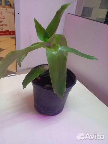 Цветок золотой ус 