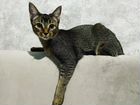 Абиссинская кошка вязка
