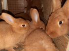 Нзк, новозеландские красные кролики