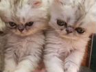 Персидские котята мальчишки