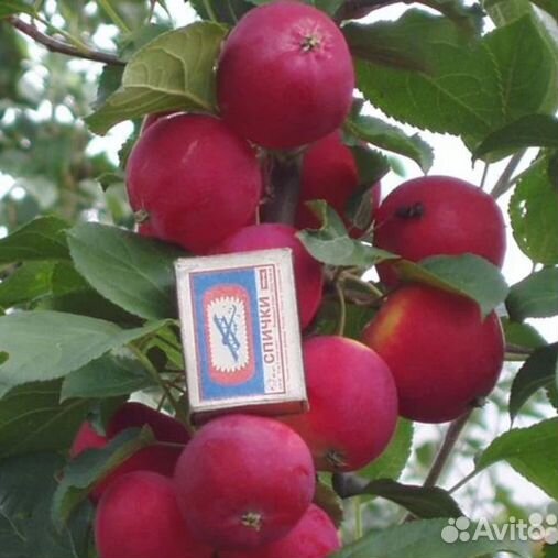 Лучшая полукультурка для сибири. Яблоня полукультурка заветное. Полукультурка любимица. Яблоня полукультурка. Лучшая полукультурка для сибири.