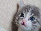 Котёнок ласковая девочка объявление продам