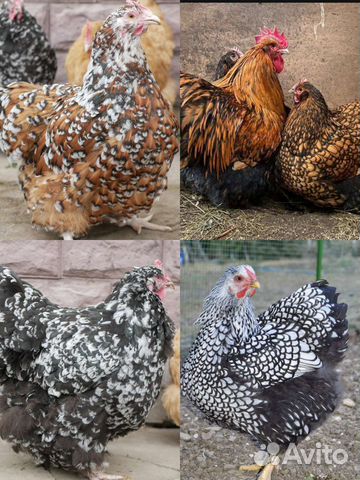 Инкубационное яйцо элитных пород