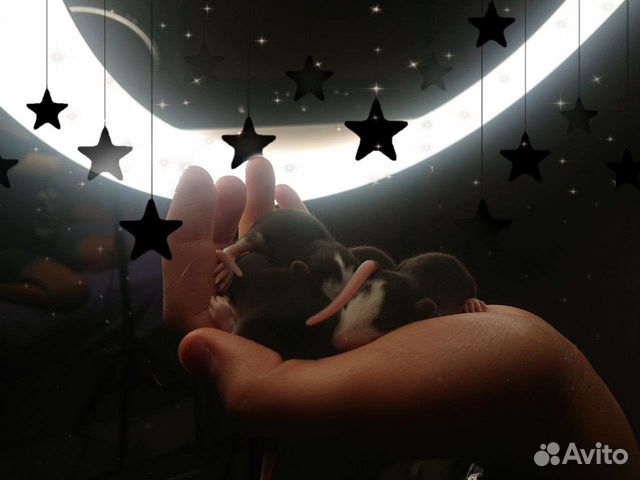 Декоративные крысы, сфинкс. Корм для грызунов