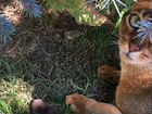 Абиссинский котик дикого окраса объявление продам