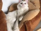 Ангорский котенок. 4 мес кошечка объявление продам