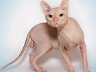 Кошечка-котенок сфинкс объявление продам